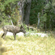 Illustration for article titled Wolves Return To California